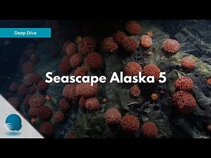 Deep Dive: Seascape Alaska 5