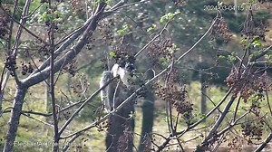 Caught in the Act! Our Southern Sassy Fox Squirrel Stirring Up Some Springtime Shenanigans! | Elephant Aid International