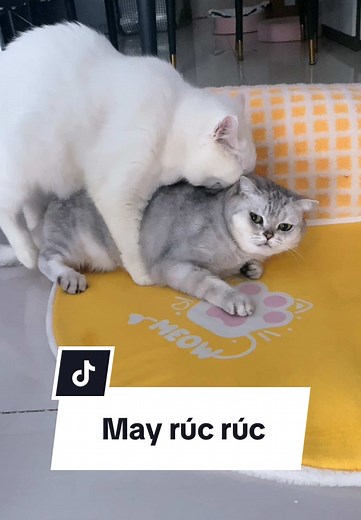 May rúc vào July ngủ #maly #malygaugau #malyfamily #vtvcab