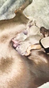 3.7K views · 244 reactions | Are they not the most beautiful colours? . . . #chihuahua #dog #animals #puppies #puppy #love #canada #animal #chiahuahua #newborn #puppues #vancouverisland #victoriabc #vancouverbc | Hermes and madi | Facebook