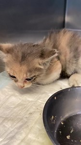 La new entry !#Barbarella 🙂 micromicia recuperata dai pompieri 🙂 ora e’ uno zucchero 🙂 fatevi sotto che presto avremo una nuova staffetta !! Condividete ! | Clinica Veterinaria Duemari