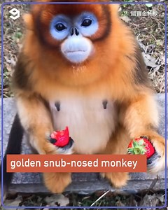 15K views · 20 reactions | This pokemon recovers hp when you give him a berry | 9GAG Vibes | Facebook