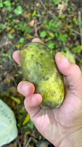 16K views · 912 reactions | Down yonder in the pawpaw patch, where every pawpaw gets picked and every black walnut gets KICKED.  | Appalachian Forager | Facebook