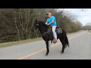 Memphis Gaited Trail Horse for sale at McNatt Farrms