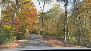 10K views · 355 reactions | Musim Gugur musim paling Cantik,Daun daunan tua dan mati,Indah sebelum Mati!! | Nanang Mrikah | Facebook