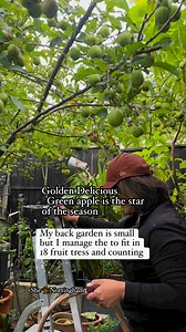 2.9K views · 117 reactions | Green Apple / Golden delicious is the first fruit tree I planted in my back garden .Sweet and crunchy. Very delicious. If you planted tree you will rewarded with fruits.Have a wonderful Wednesday to everyone. Roy Carmona #follower #growyourownfood #highlightseveryone #uklife #fruitsinuk #organicgardening #pinoygardening #pinoyabroad #highlightseveryonefollowers2024 #TeamOrganic #Apple #grateful #wenesday #positive #GodIsGoodAllOfTheTime | She Carmona | Facebook