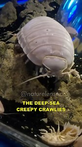 5.8K views · 71 reactions | Giant Isopod ｜ The Deep Sea Creepy Crawlies #isopods #wildlife #documentary #knowledge #reelsfb | Nature Lens | Facebook