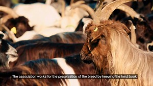 19 reactions |  2nd Prize #PrixAgrobiodiversitéAnimale The...