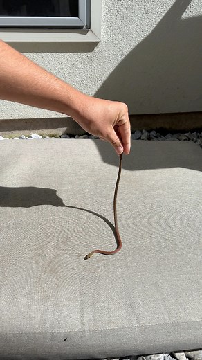 Juvenile Yellow-faced whipsnake under the dogs bed!!!’ #snakes #snake #reptile #reptiles #wildlife #australia | Moreton Bay & Brisbane Snake Catchers 24/7