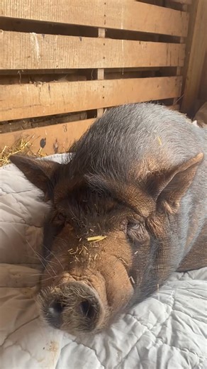 12K views · 507 reactions | Stan would like to show you how to properly snack a fig newton. He gives them ⭐️⭐️⭐️⭐️⭐️ | Outsiders Farm & Sanctuary | Facebook