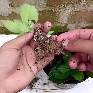 How to propagate hydrangea flower from cuttings using tissue paper | Aubree Vaughan