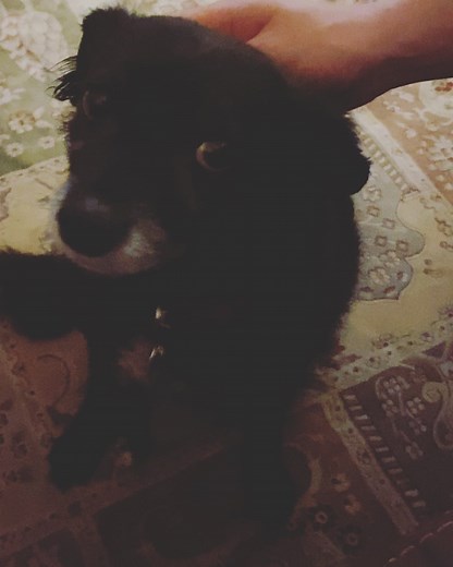 Cecily Strong on Instagram: "Old lady maybe Italian Lucy came out tonight to talk about her love for gay boys and @jazzblob . Times is tough. So lots of love to you. And lots of Moira Rose."