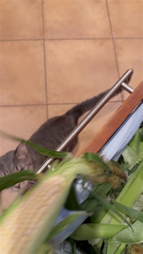 3.5K views · 90 reactions | Someone isn’t very helpful getting dinner ready. | Show Your Soft Side | Facebook