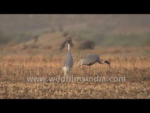 Sarus Cranes are the tallest flying birds in the world, at 5 feet 11 inches!