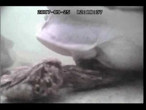 Cownose rays shown using specialized fins to sort and manipulate oysters.