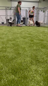 Dog Star Ranch on Reels | Facebook