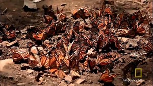 4.3K views · 46 reactions | A gente precisa é de alma perfumada. Música: Barcarolle - Anna Netrebko & Elina Garanca - Offenbach Barcarola | Delicadezas de Deus | Facebook