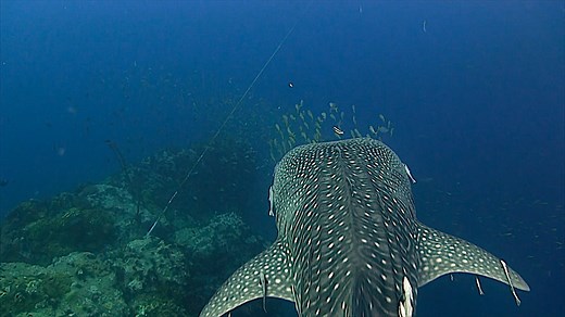 Chumphon Pinnacle Dive Site Koh Tao | Black Turtle Dive