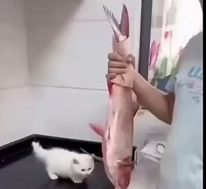 18K views · 3K reactions | ASMR Bear eating a pear | Life Is Weird | Facebook