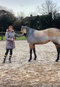 A tricky young mare who won’t load for anyone ! . Watch how quickly in real time that all changes and virtual loads herself ! . The wonderful thing about this short visit is the owner ( on maternity leave ) does it all herself with just a few pointers here and there from yours truly . “Don’t miss our announcement at the end of this short video” ! | Steve Young horsemanship