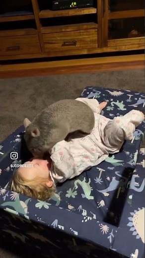 Toddler Plays With Pet Wombat || ViralHog