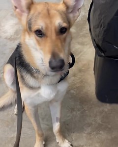 Ember showing off her very respectful door manners! Beautiful Ember is available for adoption through www.MAGSR.org #balancedtrainer #marylanddogtrainer #mdk9 #dogtrainer #localdogtrainer #mdk9training #dogboardandtrain #mdk9boarding #adoptme #rescuedog | Mason Dixon K9