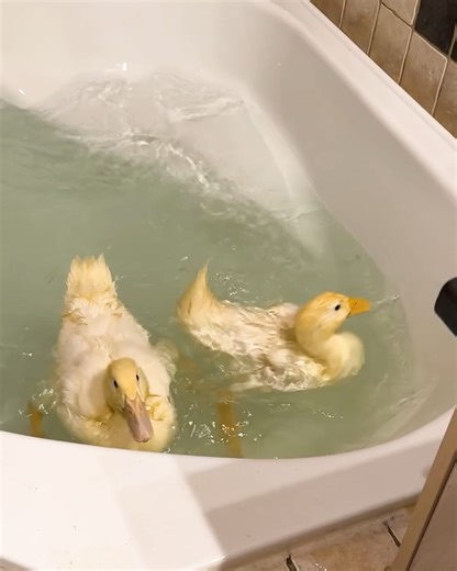 Ducks Splash Around During First Tub Swim | Animal Lovers