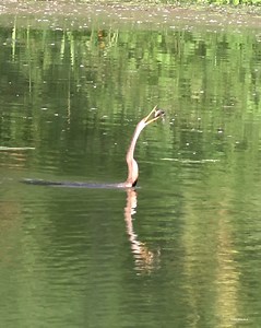 26K views · 976 reactions | Anhinga (Snake bird) | 퐍퐚퐭퐮퐫퐞 퐏퐡퐨퐭퐨퐬 퐁퐨퐨퐤 | Facebook