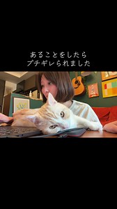 すみませんでした。#猫のいる暮らし #猫 #スコティッシュフォールド #スコティッシュフォールド立ち耳 . . . @こぴ