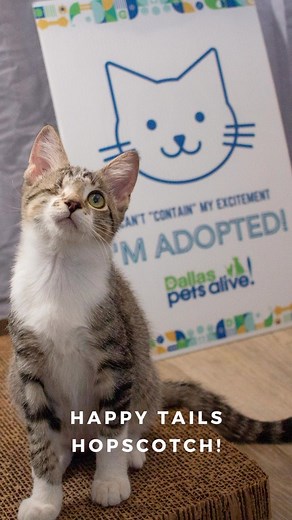 27 reactions | Dallas Pets Alive on Reels | Facebook