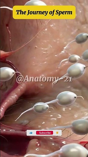 "The Journey of Sperm: Overcoming Challenges to Reach the Egg | Microscopic Animation #SpermJourney