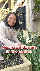 3.7K views · 693 reactions | Winter flowers coming out in my garden . So pure elegant and fragrant , narcissus flowers. #gardening #life #fbviral #FBVIDEO #happiness #garden #flowers #inspiration #motivation #hobby #plantita #passion #plants #nature #plantsmakepeoplehappy | Merlinda Casapao | Facebook