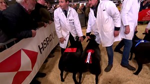 Wyn Cyfandirol Pur - Texel Glas | Blue Texel | Y Sioe