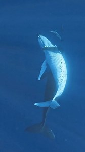 4.2K views · 200 reactions | “Look deep into nature and then you will understand everything better.” Albert Einstein : @mooreaoceanadventures #whales #dolphins #moorea #mooreaoceanadventures #reels #videooftheday #paradise #nature #ocean | Roam The Ocean | Facebook