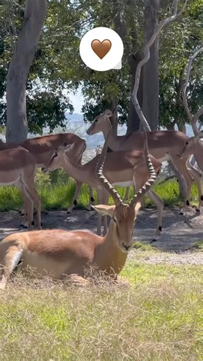 Africam Safari on Reels