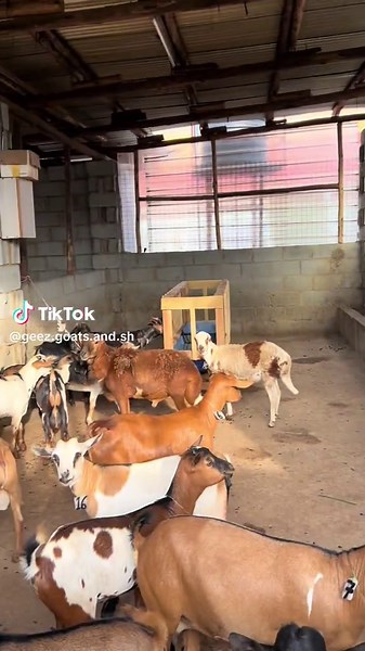 Ge’ez goats and sheep on TikTok