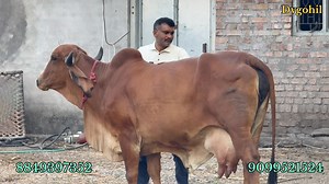 17K views · 705 reactions | #Gircow #gircowforsale #cowvideo #trending #fbviralpost2025シ #dvgohiledits #trendingreels #FarmAnimalsOfFacebook #gircowbhavnagar #gircowgujrat #gircowfarming #gircowfarm #cattle #CattleCare #cowboys #CowboysNation #desicowbenefits #desicow #fbpost #dvgohil #dvgohiledits #farming #organicfarming #cowvideos #CowMilkBenefits | Gir Cow Bhavnagar | Facebook