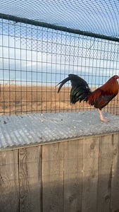 263 reactions · 16 shares | This rooster trusts me. I can walk into...