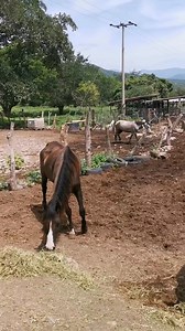 Bellavista Jalisco México | Zorro Casillas Autlán