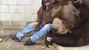Este oso Kodiak huérfano de 680 kilos llegó herido al Orphaned Wildlife Center cuando era un cachorro. Ahora, con 23 años de edad, se recupera de una nueva enfermedad gracias a sus cuidadores: | National Geographic