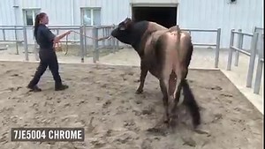 6.9K views · 187 reactions | Select Sires is pleased to bring you a Jersey Bull Parade featuring 7JE1219 OLIVER-P, 7JE1787 CALIBAN and 7JE5004 CHROME! | Select Sires Jerseys | Facebook