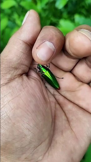 It is the Smaller shiny jewel beetlepart 13🪲🐞🪲🪲🌿🌿🤣🤣#beautifulinsects#nature#anyuniqueanimals#insects