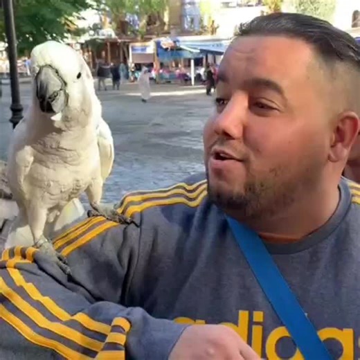 Cockatoo Interacts with Owner in Urban Setting