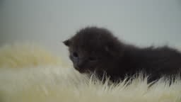 Little cute newborn kittens playing on the sheep fur. Close Up. 4K