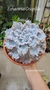 Echeveria Crispate Beauty 🤩😍🥰 #bikolanahardinera #echeveria #echeveriacrispatebeauty #succulents #succulentsofinstagram #succulentaddict #succulentcollection #succulentlove #succulentgarden #plantparent #plantsmakepeoplehappy #plantita | Bikolanahardinera