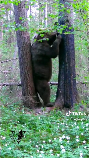 Funny Dancing Bears Compilation
