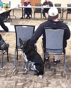 The power of connection…. Peer support K9s are highly effective. Our K9 Loq works hard for our nations first responders. #code9 #k9 #connection #prevencion #code9share #ptsd #mentalhealth #suicideprevention #firstresponders #peersupport #healing #wellness | The Code 9 Project