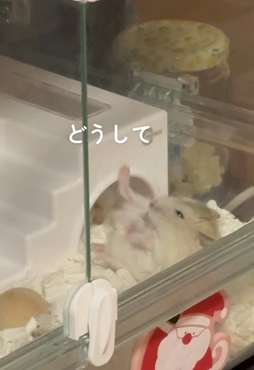 信じられるか？これ同じ日なんだぜ(学習しない) #ハムスターのいる生活 #ハムスターのいる暮らし #ハムスター #イエロージャンガリアン #fyp