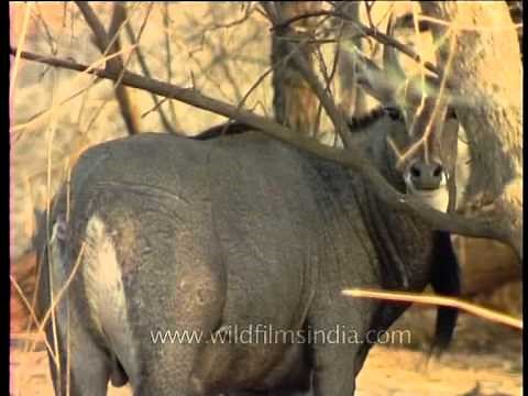 Most prolific antelope of India - Blue Bull