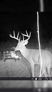 Block out night feeding with the Daytime Deadfall Feeder! @tectonic_usa #hunting #outdoors #wildlife #nature | Viral Outdoors